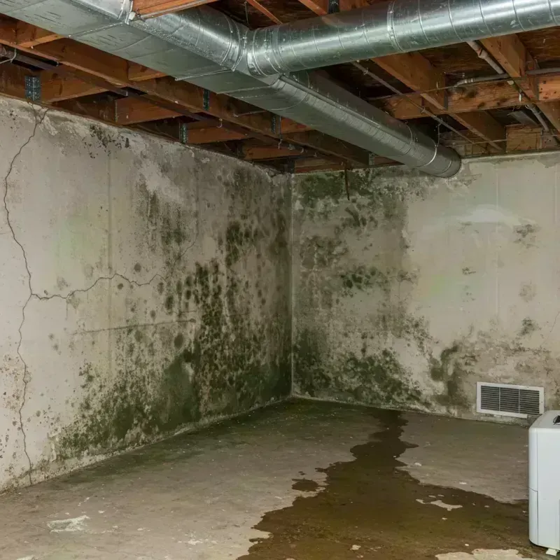 Professional Mold Removal in West Hazleton, PA